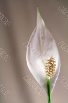 Pure white pistil