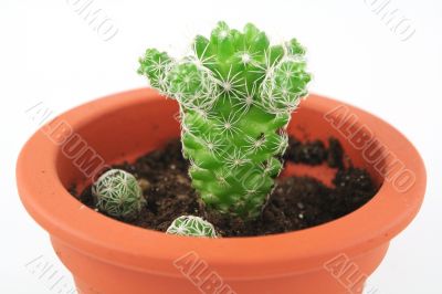 cactus