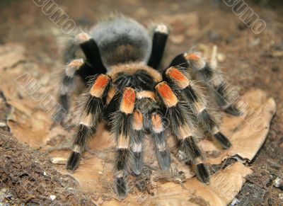  Black spider.