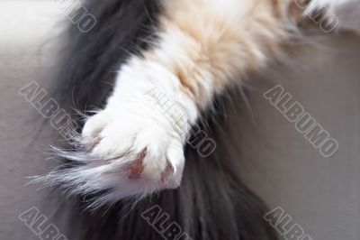cat`s white leg