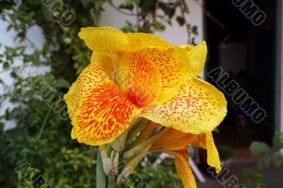 Amarilys flower