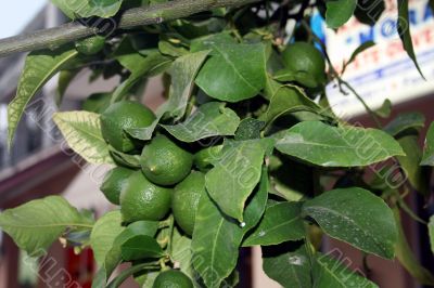 Lime tree Lime tree