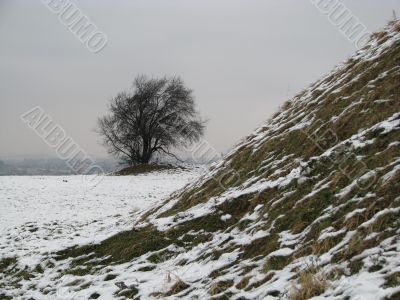Tree near a snow-bound burial mound