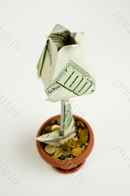 Monetary flower