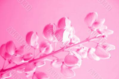 Rosy flower