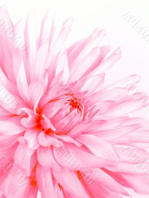 Rosy flower
