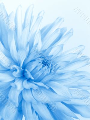 Soft blue flower