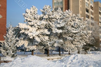 Snow-covered trees