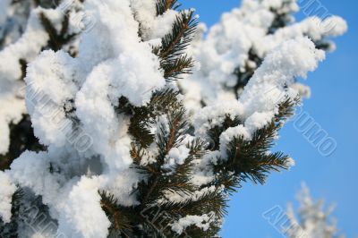 Snow-covered fir branch
