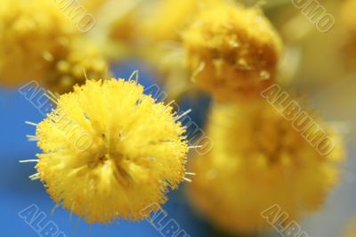 mimosa - beautiful yellow spring flowers mimosa - beautiful yellow spring flowers
