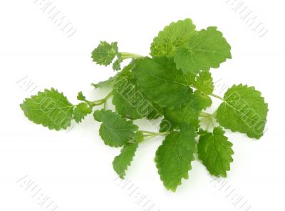 lemon balm on white