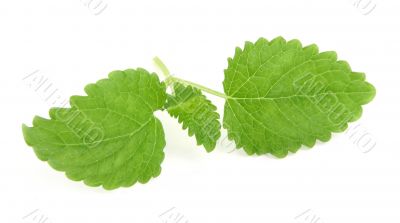lemon balm on white
