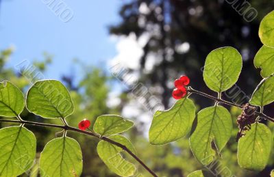 Rowan Berry Rowan Berry