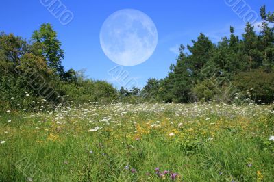 Meadow With Moon