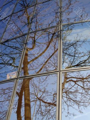 reflect of a tree in a modern building