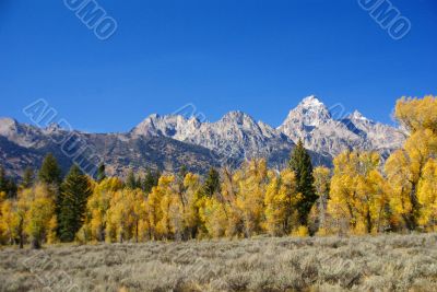 Grand Teton with autumn golden aspens