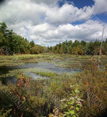 New England marsh &amp; lily pond