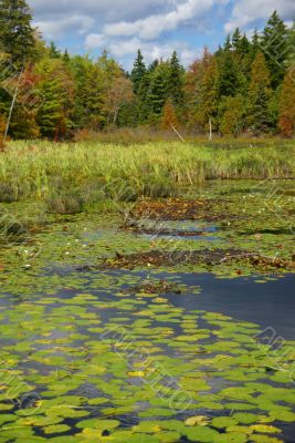 New England marsh &amp; lily pond