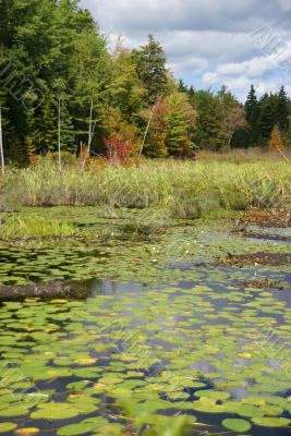 New England marsh &amp; lily pond
