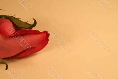 Valentines Day
