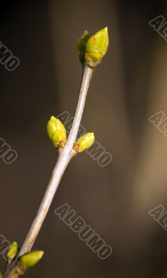Spring branch