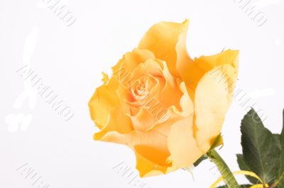 rose