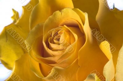 rose