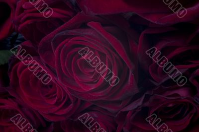 rose