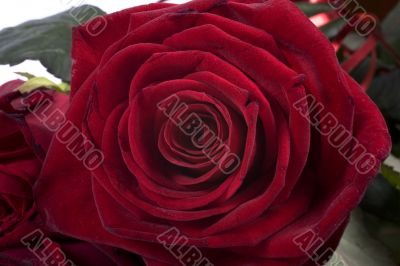 rose