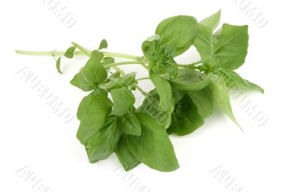 basil leaves on white