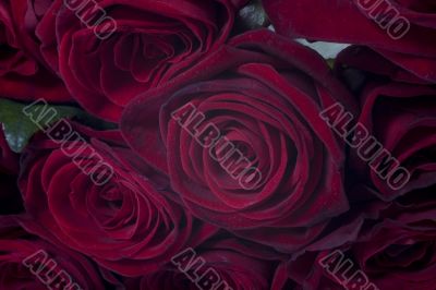 rose