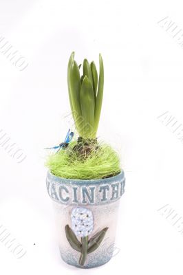 hyacinth