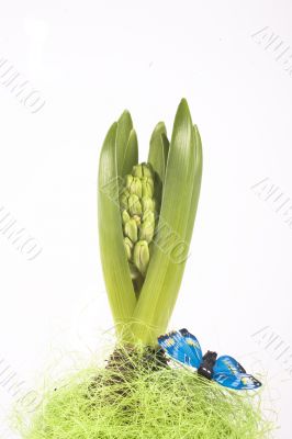 hyacinth