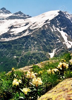 Spring in Prielbruse. Spring in Prielbruse.