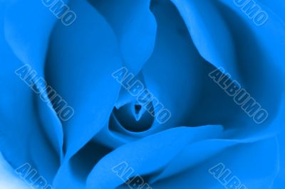 Beautiful Rose