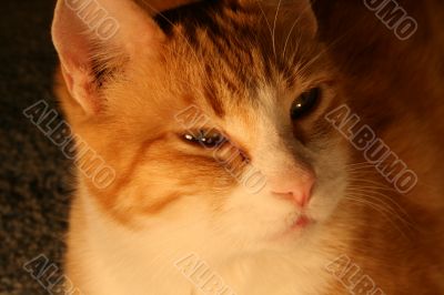 Orange Cat