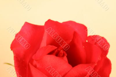 Beautiful Rose
