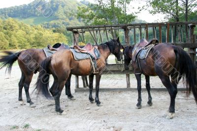 horsecar with saddle