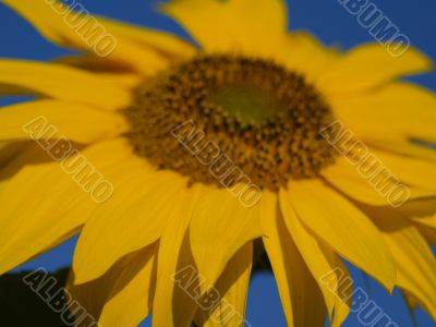 sunflower sunflower