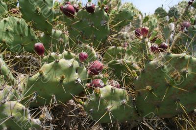 prickly pear cactus fruit