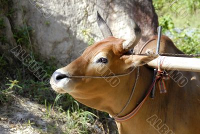 country bull