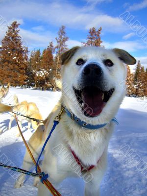 Happy Husky