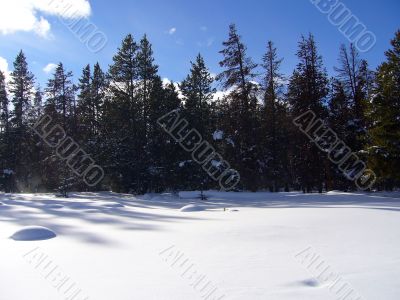 Snowy Forest Snowy Forest