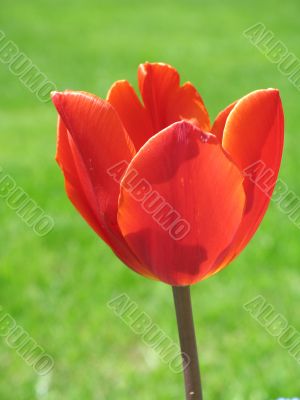 Red tulip