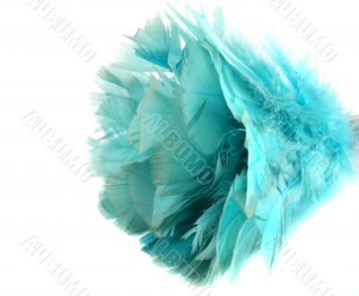 Feather Duster