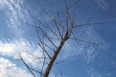 Withered Branches under Winter Sky