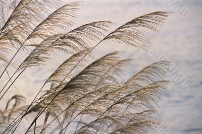 Reeds sway in summer breeze
