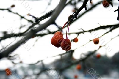 Wild Apples Wild Apples