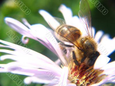 flower Bee