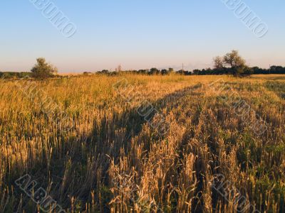 Cereal field